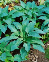 Hosta sieboldiana Blue Angel C 1 60-