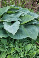 Hosta sieboldiana Blue Angel C 1 60-