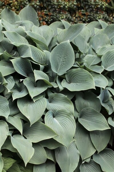 Hosta sieboldiana Elegans 1L 70-