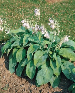 Hosta sieboldiana Elegans 1L 70-