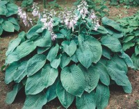 Hosta sieboldiana Elegans 1L 70-