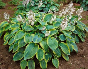 Hosta sieboldiana Frances Williams 5L 60-