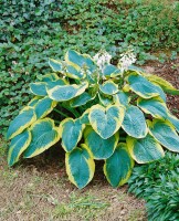 Hosta sieboldiana Frances Williams 5L 60-