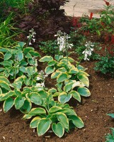 Hosta sieboldiana Frances Williams 5L 60-