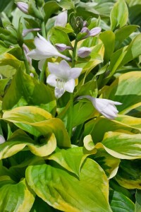 Hosta Summer Breeze 2L 50-