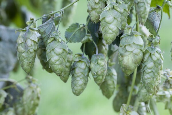 Humulus lupulus 60- 100 cm