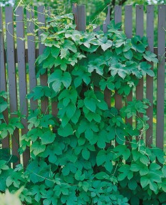 Humulus lupulus 60- 100 cm