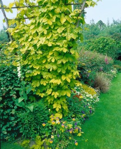 Humulus lupulus 60- 100 cm