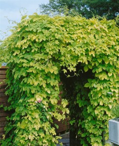 Humulus lupulus 60- 100 cm