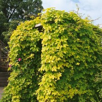 Humulus lupulus 60- 100 cm