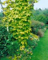 Humulus lupulus 60- 100 cm