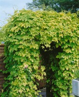 Humulus lupulus 60- 100 cm