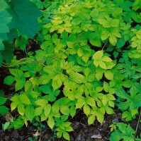 Humulus lupulus Aureus 60- 100 cm