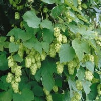 Humulus lupulus Hersbrucker 60- 100 cm