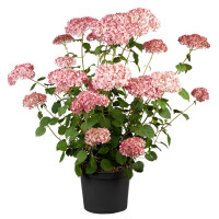 Hydrangea arborescens Pink Annabelle  -R- 40- 60 cm