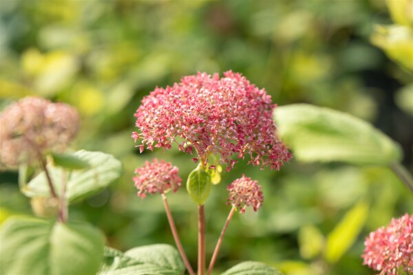 Hydrangea arborescens Pink Annabelle  -R- 80- 100 cm