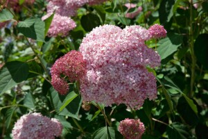 Hydrangea arborescens Pink Annabelle  -R- 80- 100 cm