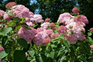 Hydrangea arborescens Pink Annabelle  -R- 80- 100 cm