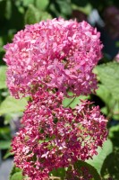 Hydrangea arborescens Pink Annabelle  -R- 80- 100 cm