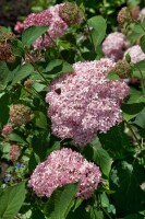 Hydrangea arborescens Pink Annabelle  -R- 80- 100 cm