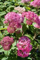 Hydrangea arborescens Pink Annabelle  -R- 80- 100 cm