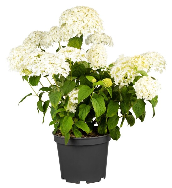 Hydrangea arborescens Strong Annabelle  -R- 60- 100 cm