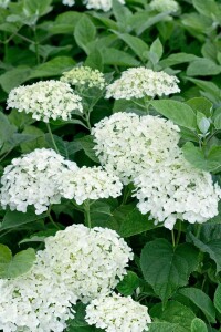 Hydrangea arborescens Strong Annabelle  -R- 60- 100 cm