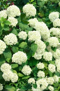 Hydrangea arborescens Strong Annabelle  -R- 60- 100 cm