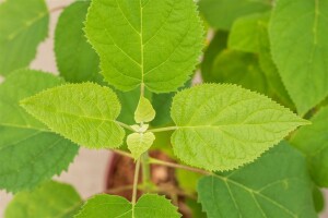 Hydrangea arborescens Strong Annabelle  -R- 60- 100 cm