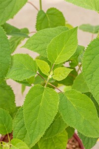 Hydrangea arborescens Strong Annabelle  -R- 60- 100 cm