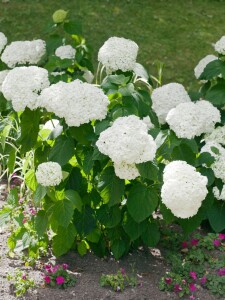 Hydrangea arborescens Strong Annabelle  -R- 60- 100 cm