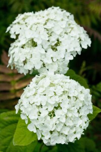 Hydrangea arborescens Strong Annabelle  -R- 60- 100 cm