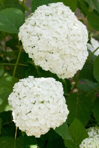 Hydrangea arborescens Strong Annabelle  -R- 60- 100 cm