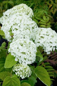 Hydrangea arborescens Strong Annabelle  -R- 60- 100 cm