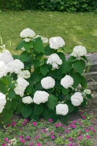 Hydrangea arborescens Strong Annabelle  -R- 60- 100 cm