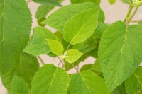 Hydrangea arborescens Strong Annabelle  -R- 60- 100 cm