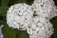 Hydrangea arborescens Strong Annabelle  -R- 60- 100 cm