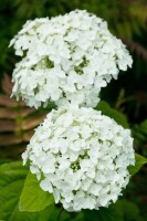 Hydrangea arborescens Strong Annabelle  -R- 60- 100 cm