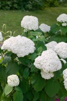 Hydrangea arborescens Strong Annabelle  -R- 60- 100 cm