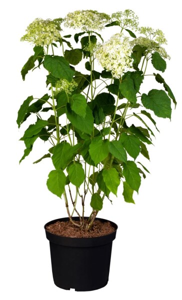 Hydrangea arborescens Annabelle 60- 80 cm