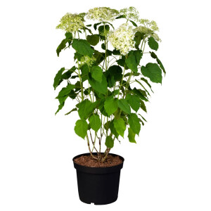 Hydrangea arborescens Annabelle 60- 80 cm