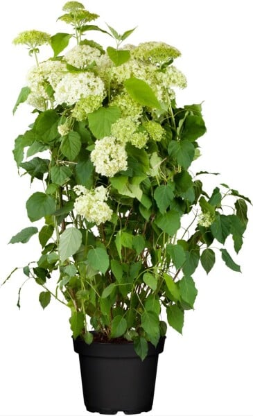 Hydrangea arborescens Annabelle 80- 100 cm