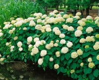 Hydrangea arborescens Annabelle 80- 100 cm