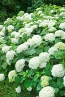 Hydrangea arborescens Annabelle 80- 100 cm