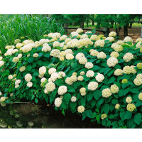 Hydrangea arborescens Annabelle 100- 125 cm