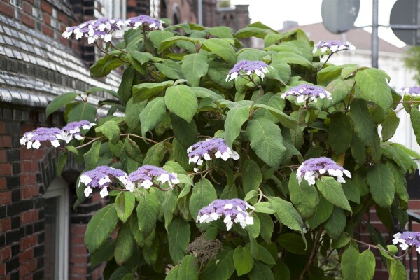 Hydrangea aspera Macrophylla 40- 60 cm