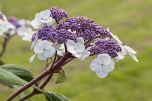 Hydrangea aspera Macrophylla 40- 60 cm