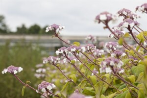 Hydrangea aspera Macrophylla 40- 60 cm