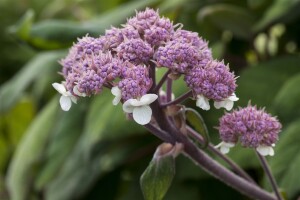 Hydrangea aspera Macrophylla 40- 60 cm