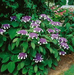 Hydrangea aspera Macrophylla 40- 60 cm